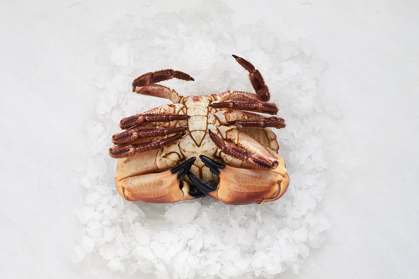 buey de mar con las patas hacia arriba sobre hielo