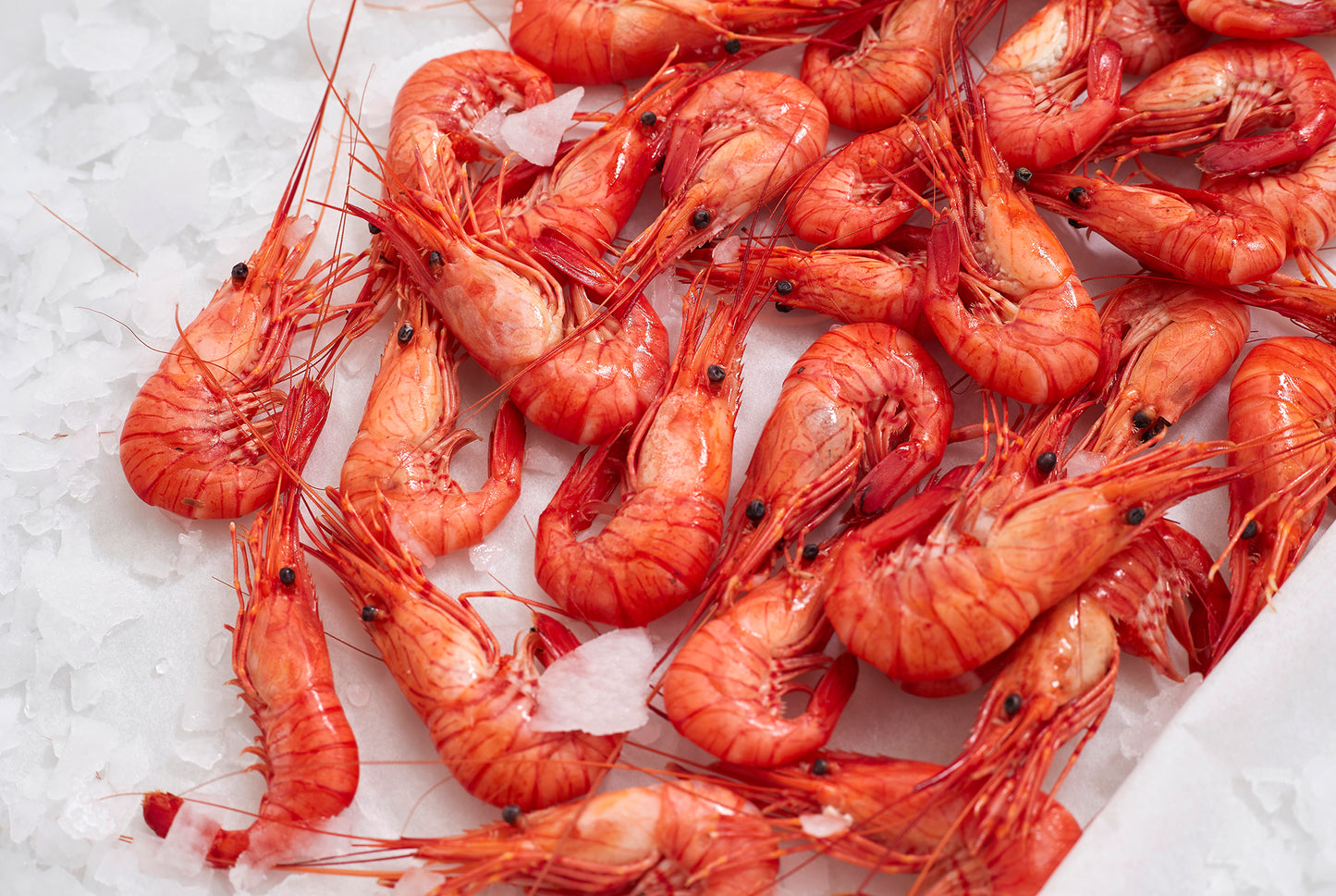 montón de camarones rojos sobre cama de hielo