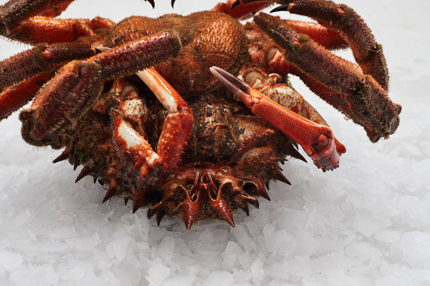 centolla con las patas hacia arriba sobre cama de hielo