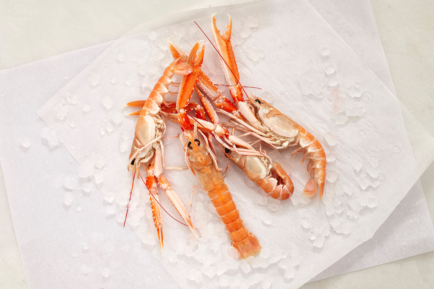 4 cigalas sobre cama de hielo