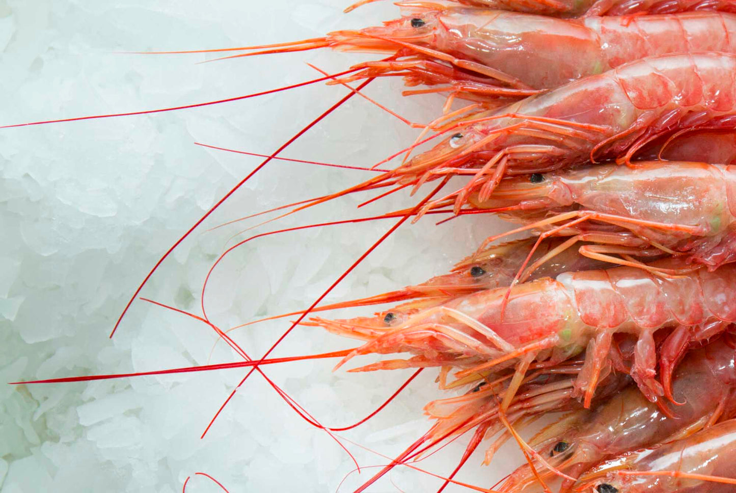 Gambón/Langostino salvaje crudo refrigerado (congelado)