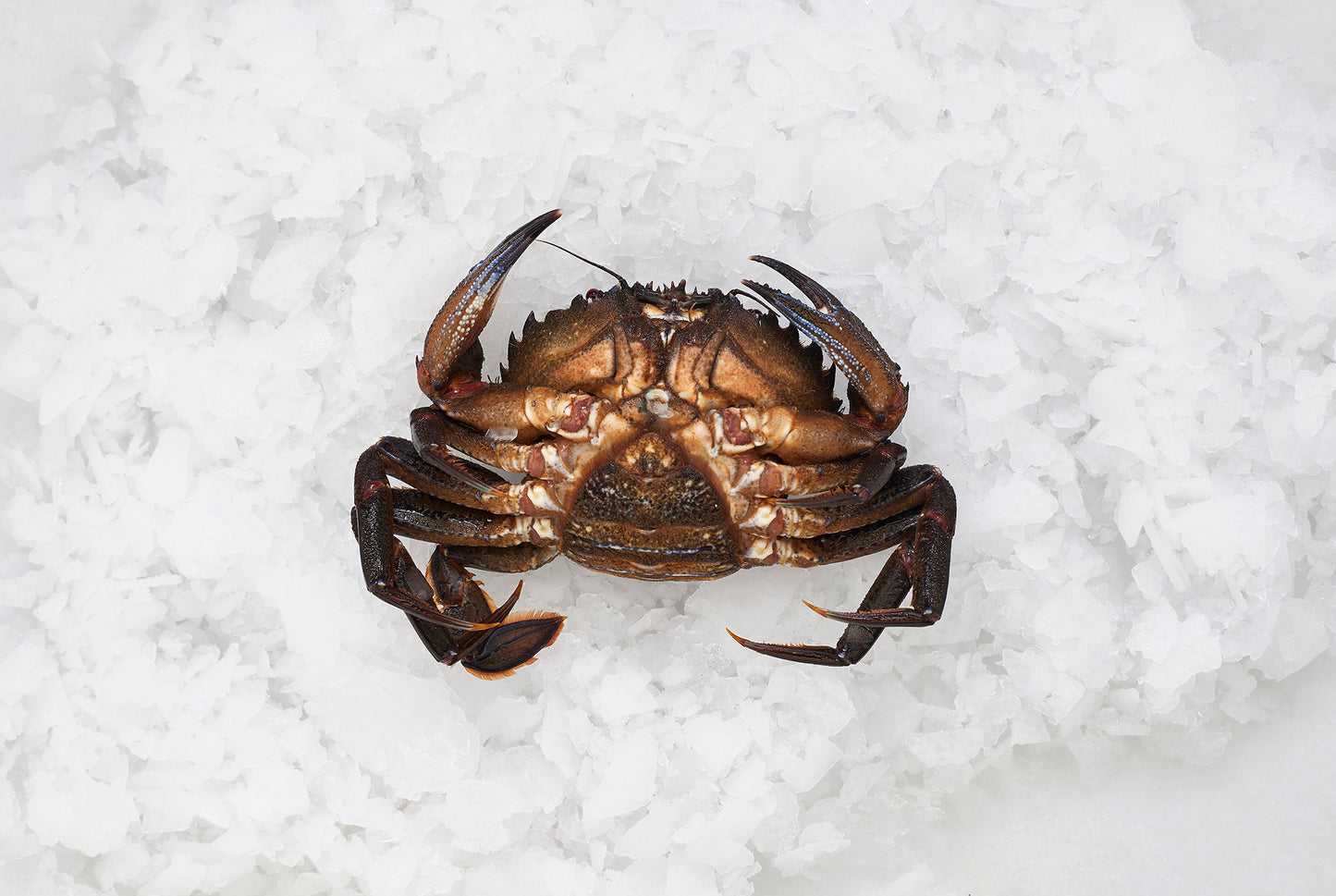 nécora con las patas hacia arriba sobre hielo