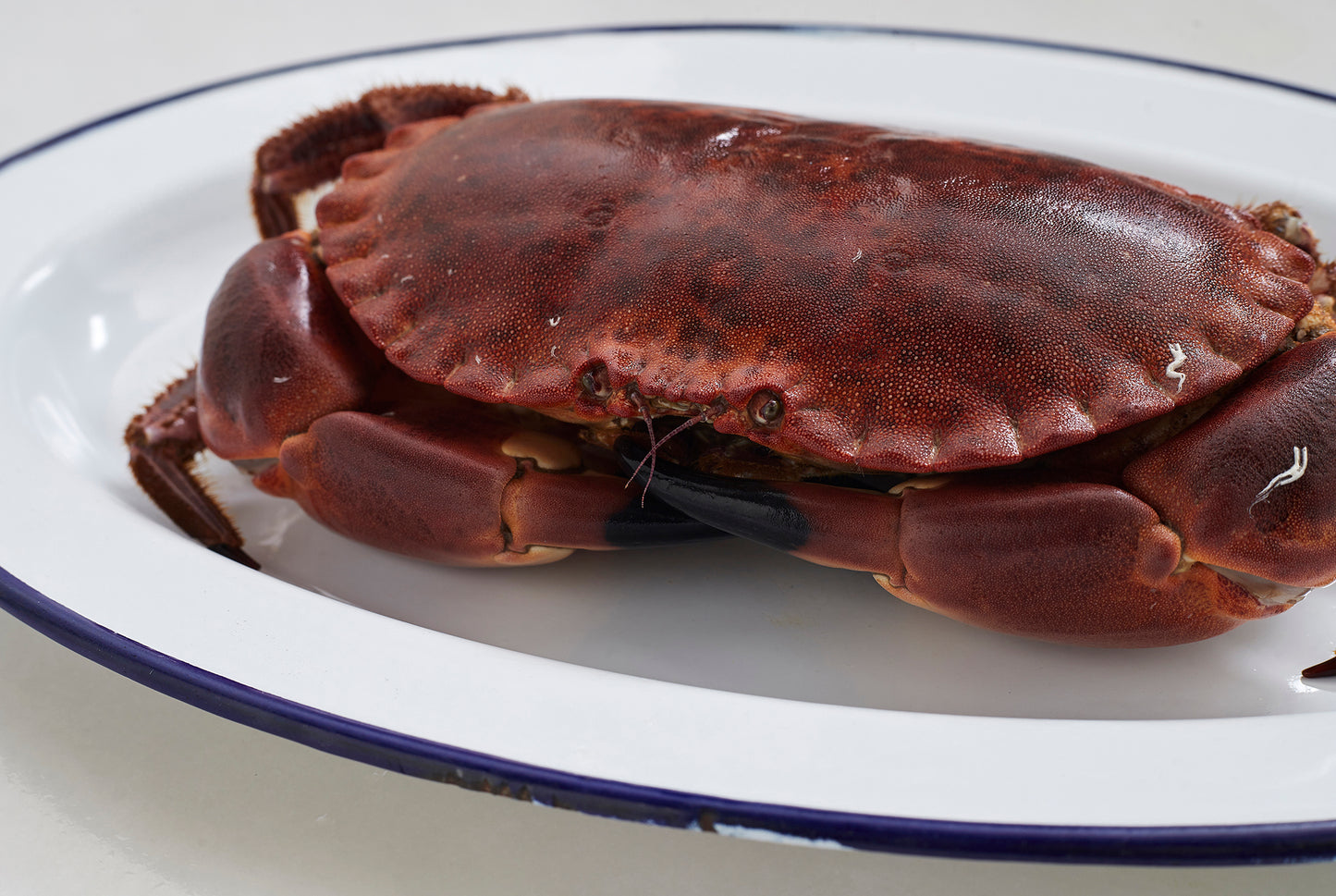 plato blanco con buey de mar