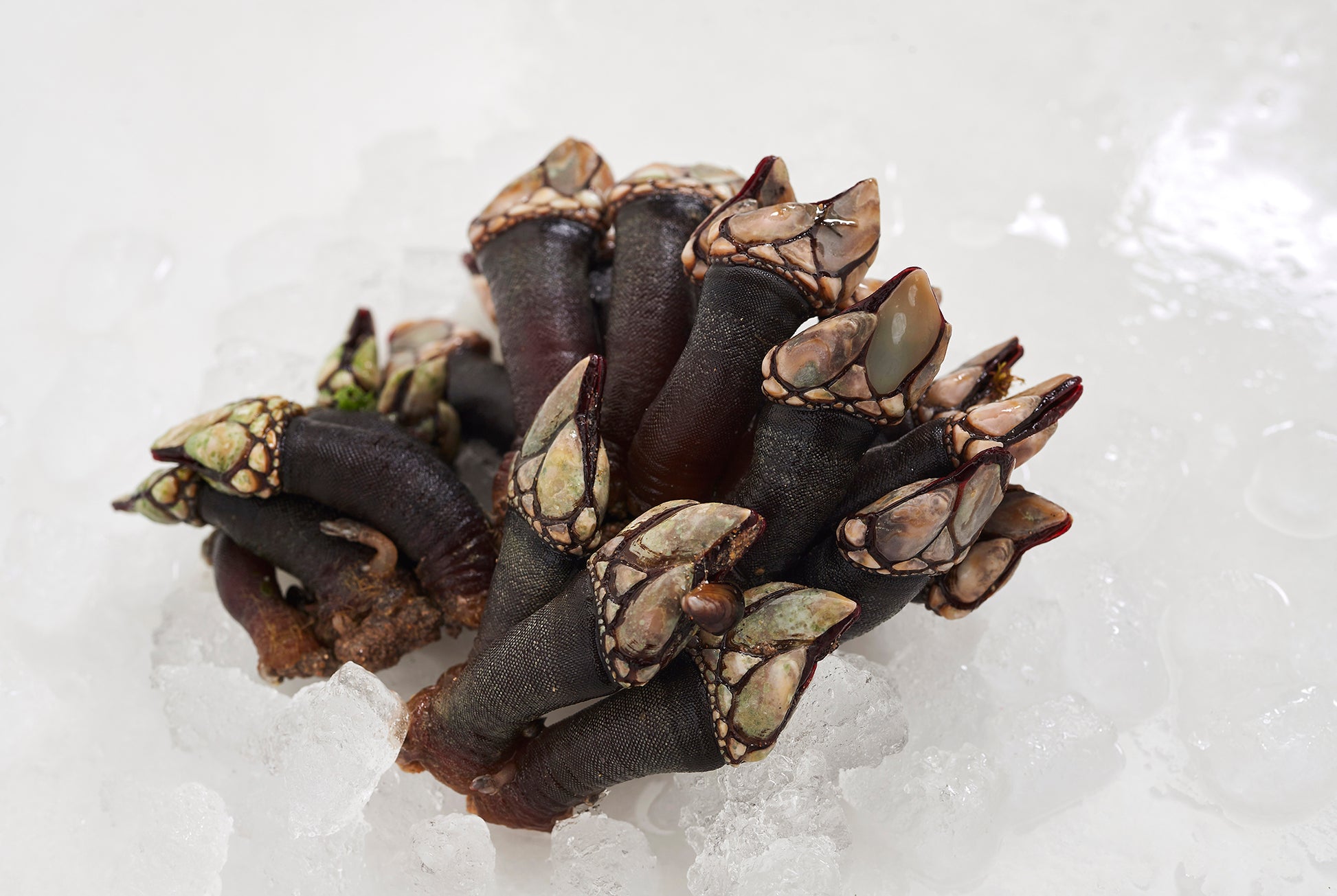 puñado de percebes sobre hielo