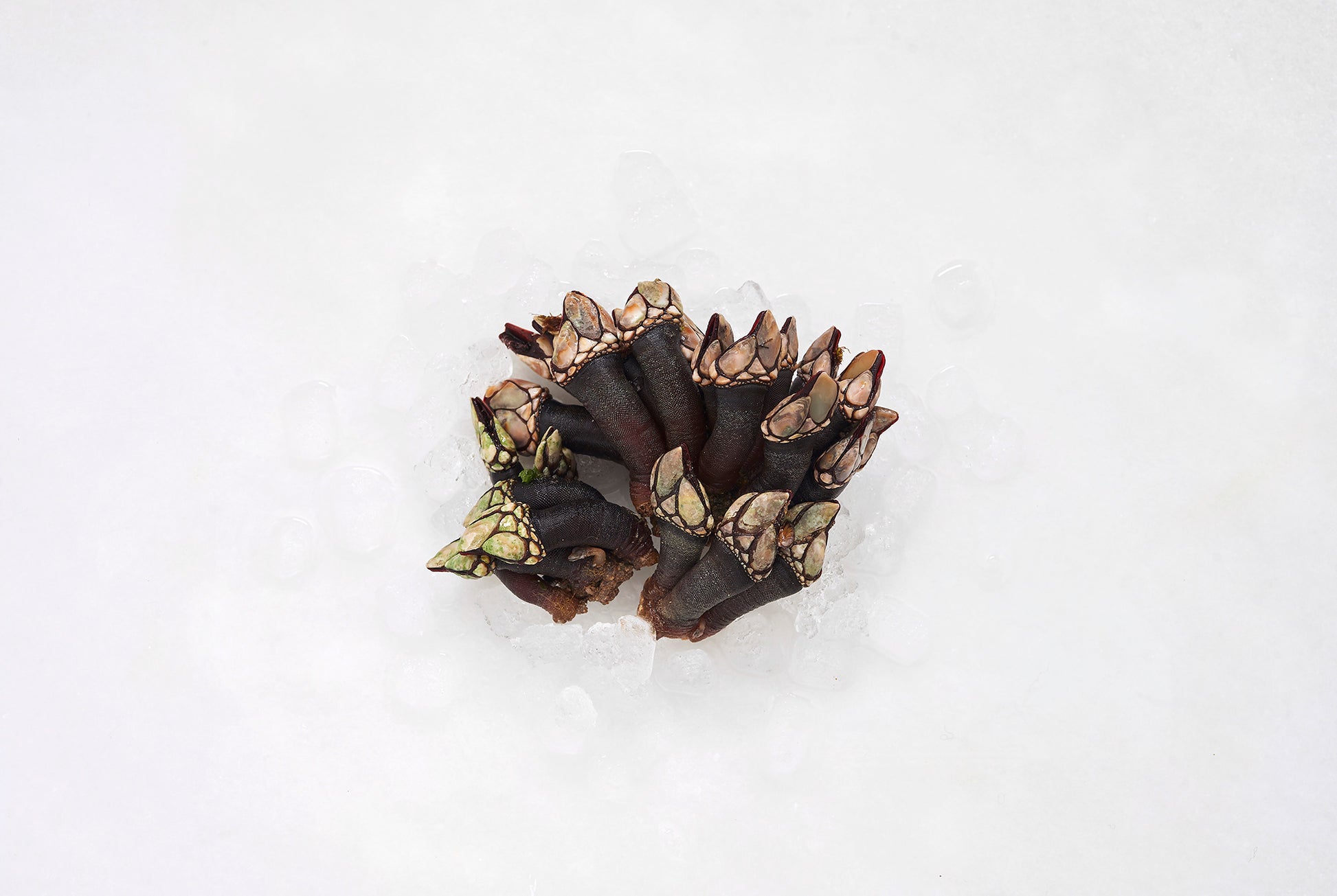 puñado de percebes sobre hielo