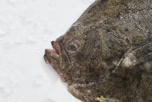 cabeza de rodaballo sobre hielo