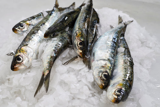 Comprar sardinas frescas